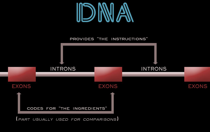 DNAgraph